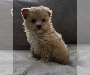 Pom-A-Poo Puppy for sale in FREMONT, MI, USA