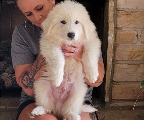 Medium Photo #9 Great Pyrenees Puppy For Sale in ALBERTVILLE, AL, USA