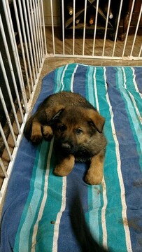 Medium Photo #10 German Shepherd Dog Puppy For Sale in MC DONOUGH, GA, USA