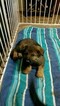 Small Photo #10 German Shepherd Dog Puppy For Sale in MC DONOUGH, GA, USA