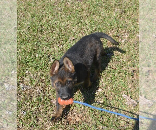 Medium Photo #2 German Shepherd Dog Puppy For Sale in POWDER SPRINGS, GA, USA