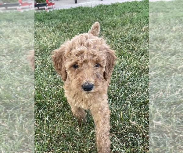 Medium Photo #1 Poodle (Standard) Puppy For Sale in DUNCOMBE, IA, USA