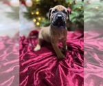 Puppy Blue Boerboel
