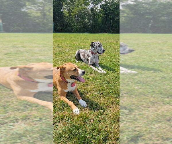 Medium Photo #4 Great Dane Puppy For Sale in Bullard, TX, USA