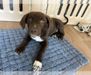 Labrador Retriever Dogs for adoption in Clovis, CA, USA