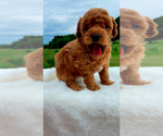Small #1 Poodle (Toy)