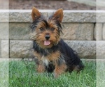 Small Yorkshire Terrier