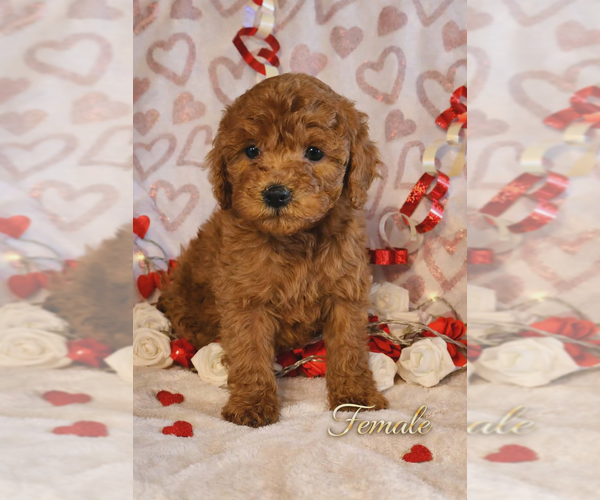 Medium Photo #1 Goldendoodle mix (+ Poodle Miniature) Puppy For Sale in MILLVILLE, MN, USA