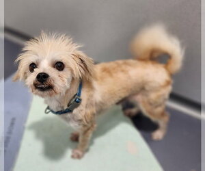 Shih Tzu Dogs for adoption in Walnutport, PA, USA