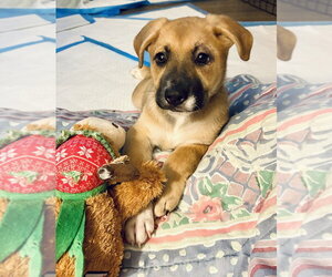 Catahoula Leopard Dog-Unknown Mix Dogs for adoption in Lakewood, CO, USA