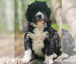 Small Photo #6 Bernedoodle Puppy For Sale in LAKE LURE, NC, USA