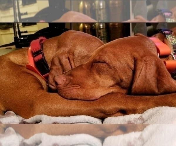 Medium Photo #4 Vizsla Puppy For Sale in NEW YORK MILLS, MN, USA