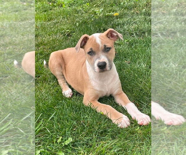 Medium Photo #18 Mutt Puppy For Sale in Wenonah, NJ, USA
