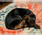 Small #28 Beagle