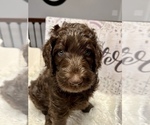 Puppy 9 Labradoodle-Poodle (Standard) Mix
