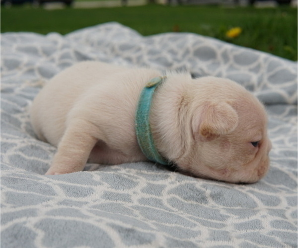 Medium Photo #3 French Bulldog Puppy For Sale in HOBART, IN, USA