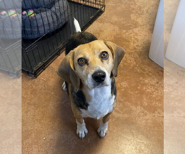 Medium Photo #1 Beagle Puppy For Sale in Bolivar, MO, USA