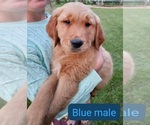 Puppy Murph Golden Retriever