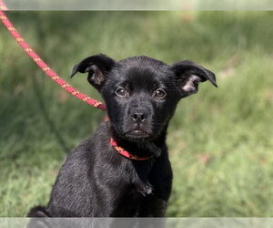 Mutt Dogs for adoption in Yardley, PA, USA