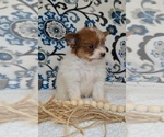 Small #2 Pomeranian-Poodle (Toy) Mix