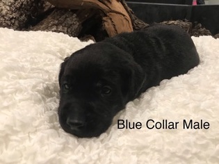 Labrador Retriever Puppy for sale in INEZ, TX, USA