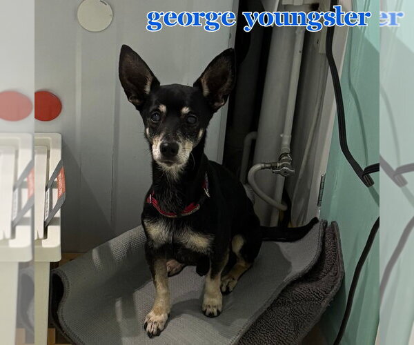 Medium Photo #5 Chiweenie Puppy For Sale in San Antonio, TX, USA