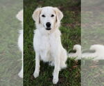 Small #5 Great Pyrenees