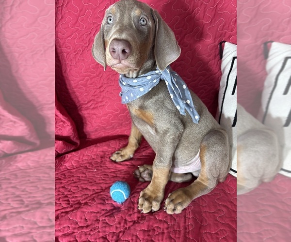 Medium Photo #1 Doberman Pinscher Puppy For Sale in GREENFIELD, IN, USA