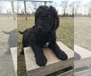 Labradoodle Puppy for sale in GOSHEN, IN, USA