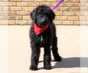 Goldendoodle Puppy for sale in FREDERICKSBG, OH, USA