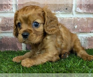 Cavalier King Charles Spaniel Puppy for sale in MOBERLY, MO, USA