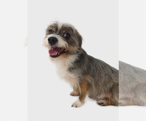 Medium Photo #1 Mutt Puppy For Sale in Grafton, WI, USA