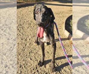 Bernedoodle Dogs for adoption in Sacramento, CA, USA