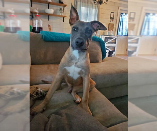 Medium Photo #4 Mutt Puppy For Sale in Sebec, ME, USA
