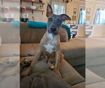 Small #3 Mutt
