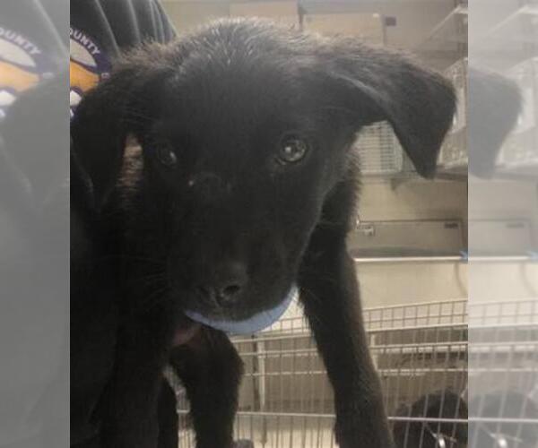 Medium Photo #1 Labrador Retriever-Unknown Mix Puppy For Sale in Conroe, TX, USA