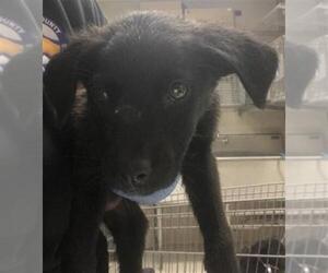 Labrador Retriever-Unknown Mix Dogs for adoption in Conroe, TX, USA