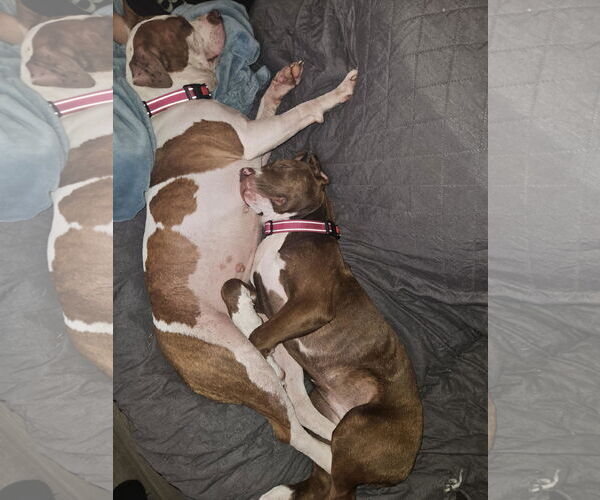 Medium Photo #4 American Staffordshire Terrier-Boxer Mix Puppy For Sale in Caribou, ME, USA
