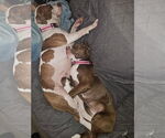 Small #3 American Staffordshire Terrier-Boxer Mix