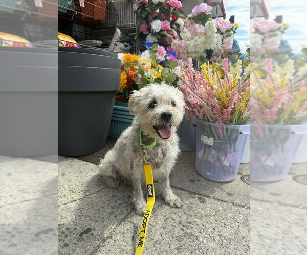 Medium Photo #6 Poodle (Miniature)-Unknown Mix Puppy For Sale in New York, NY, USA