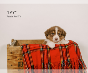 Australian Shepherd Puppy for sale in LA RUE, OH, USA