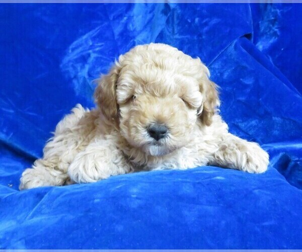 Medium Photo #2 Poodle (Miniature) Puppy For Sale in NORWOOD, MO, USA