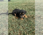 Puppy Cream Australian Cattle Dog-Labrador Retriever Mix