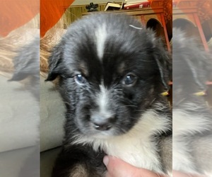 Australian Shepherd Puppy for sale in MERCER, WI, USA