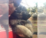 Small Photo #14 German Shepherd Dog Puppy For Sale in VIOLET, LA, USA