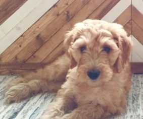 Goldendoodle Puppy for sale in AUSTELL, GA, USA