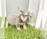 Small Photo #60 French Bulldog Puppy For Sale in BATON ROUGE, LA, USA