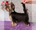 Small #1 Yorkshire Terrier