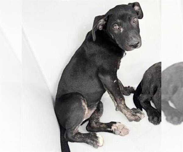 Medium Photo #1 Mutt Puppy For Sale in Houston, TX, USA