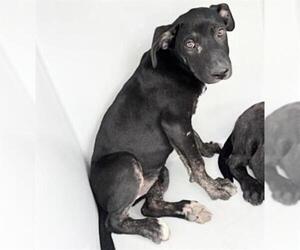 Mutt Dogs for adoption in Houston, TX, USA